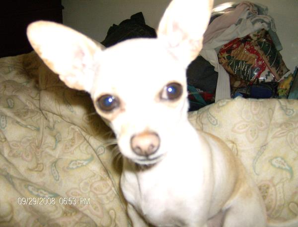 /Images/uploads/Humane Society of Utah/HSUCalendar/entries/977thumb.jpg